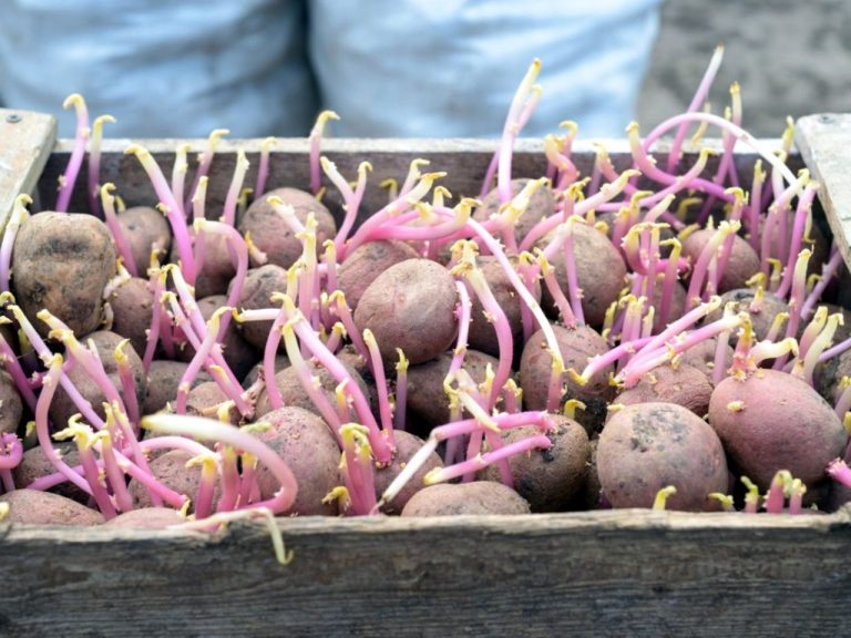 Aardappelen