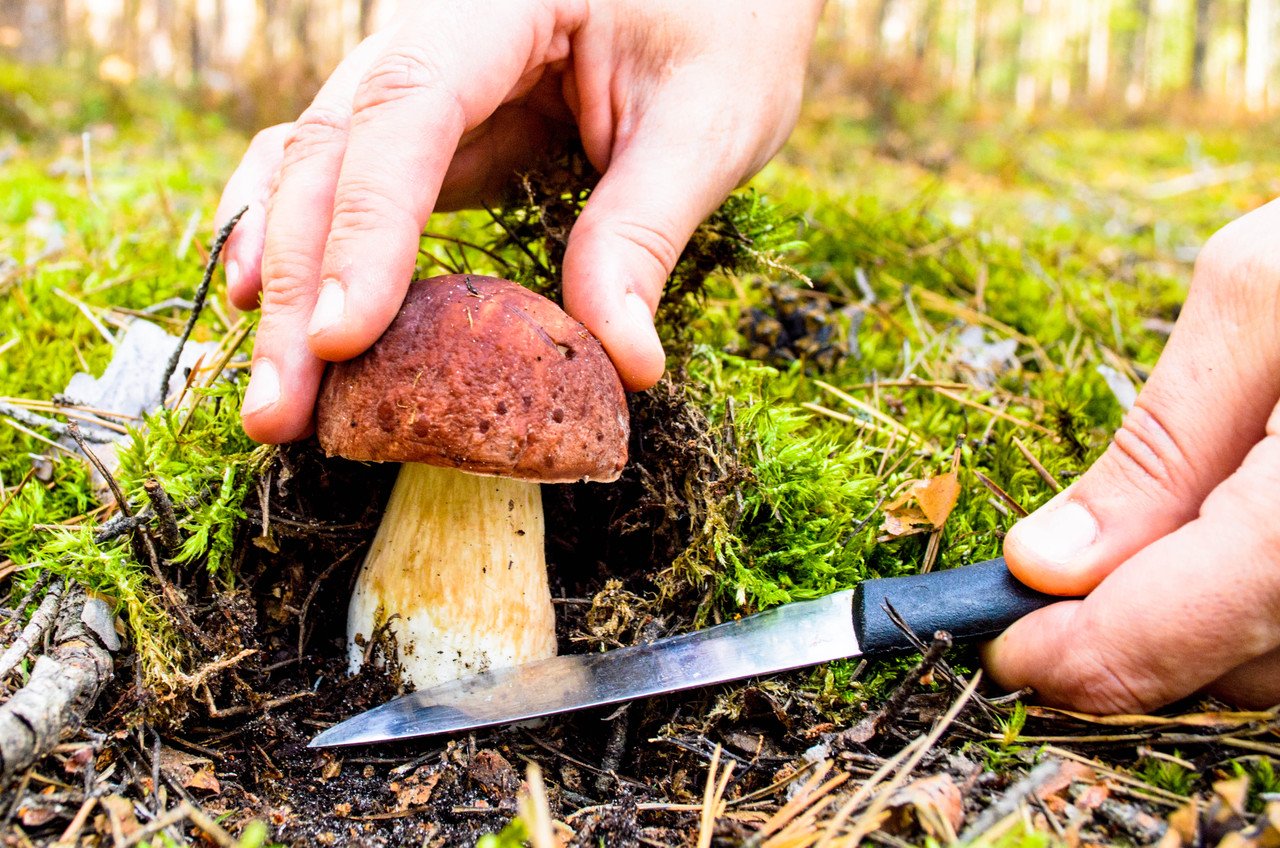 Paddenstoelen